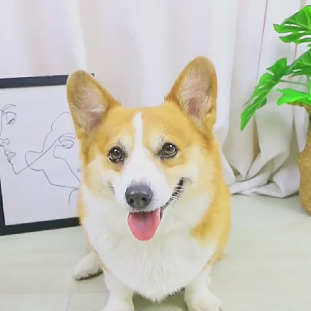 Soft Pet Paw Cleaner Cup For Clean And Safe Paws